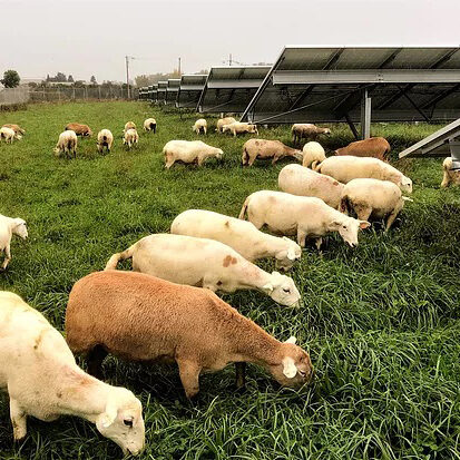 GenevaGrazing1_edited_square