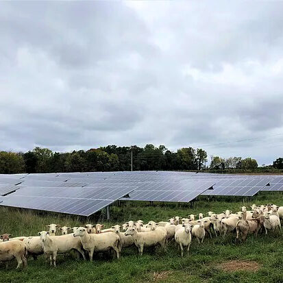 GenevaGrazing3 (1)_square